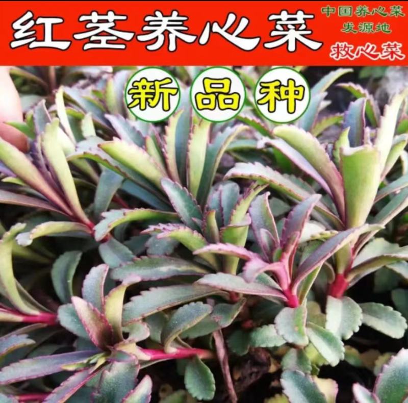 四季高钙菜养心菜种苗，种一年吃十年，棵棵保活，一茎一棵，