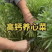 四季高钙菜养心菜种苗，种一年吃十年，棵棵保活，一茎一棵，
