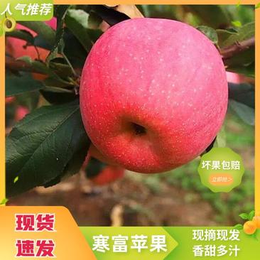 【精品寒富苹果】东北苹果产地直发甜度高水分足可视频看货