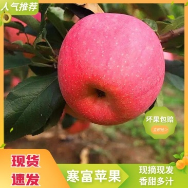 【精品寒富苹果】东北苹果产地直发甜度高水分足可视频看货