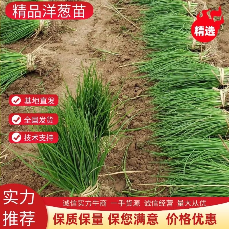 洋葱苗，《半高壮，二红，紫红》产量高，电商货大量