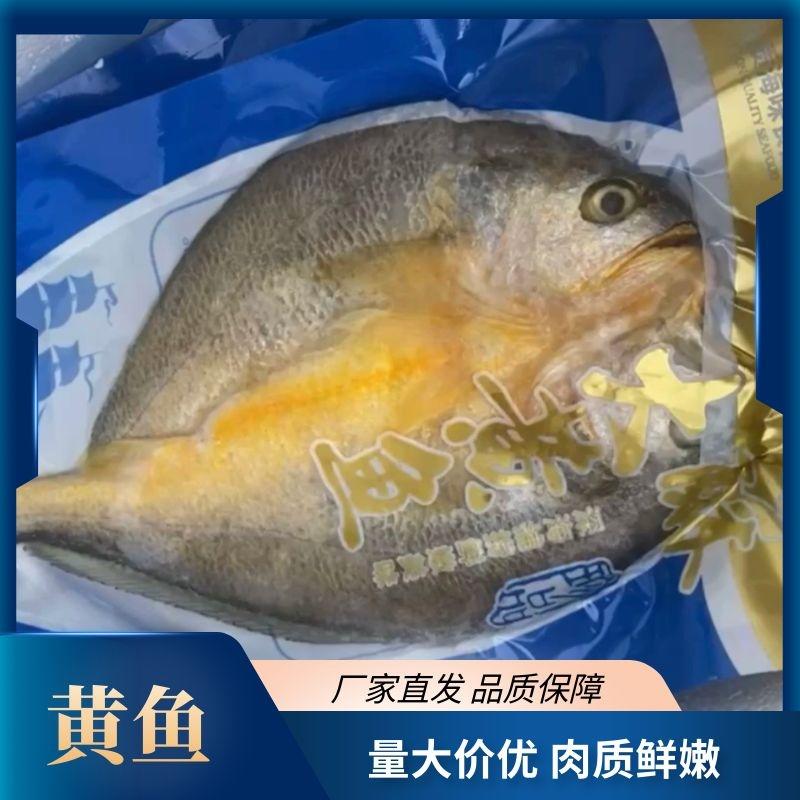 江苏大黄鱼肉质鲜嫩基地直发一手货源量大从优品质保证