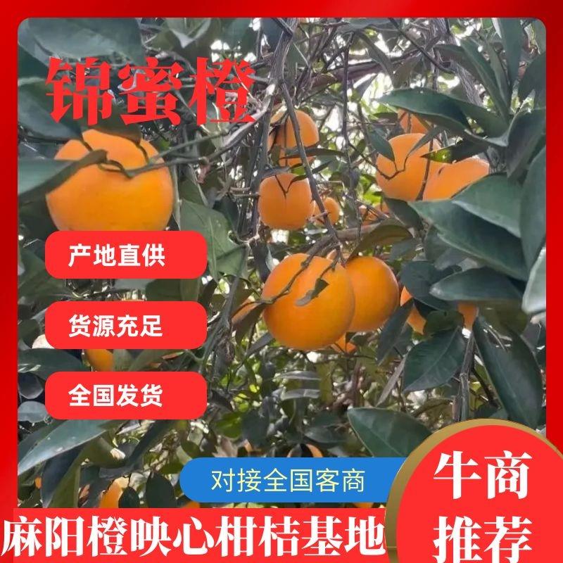 【锦蜜冰糖橙】种植户一手货源无中间商保质保量欢迎来电