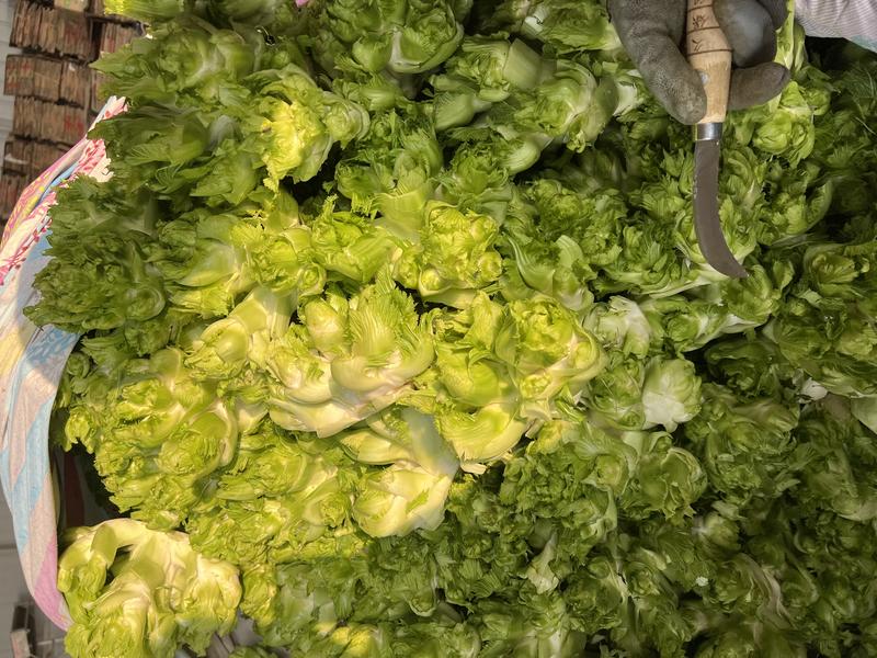 安徽砀山儿菜现挖现发新鲜保质保量可发全国