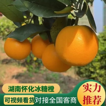 【种植户】湖南锦蜜冰糖橙一手货源保质保量电联更优惠