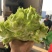 砀山儿菜儿菜仔现挖现发新鲜保质保量可发全国