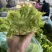 砀山儿菜儿菜仔现挖现发新鲜保质保量可发全国
