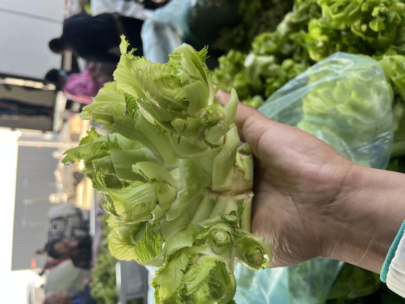 安徽砀山儿菜现挖现发新鲜保质保量可发全国