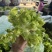 砀山儿菜儿菜仔现挖现发新鲜保质保量可发全国