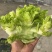 砀山儿菜儿菜仔现挖现发新鲜保质保量可发全国