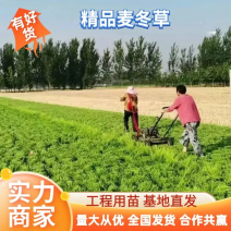 麦冬麦冬草丹麦草基地批发绿化苗木地被植物