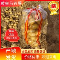 【土豆】黄金马铃薯产地货源对接大型批发商欢系