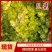 砀山儿菜儿菜仔现挖现发新鲜保质保量可发全国