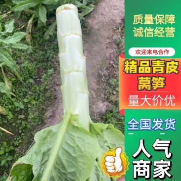 四川莴苣产地现货现发品种规格多样量大价优一手货