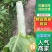 四川莴苣产地现货现发品种规格多样量大价优一手货