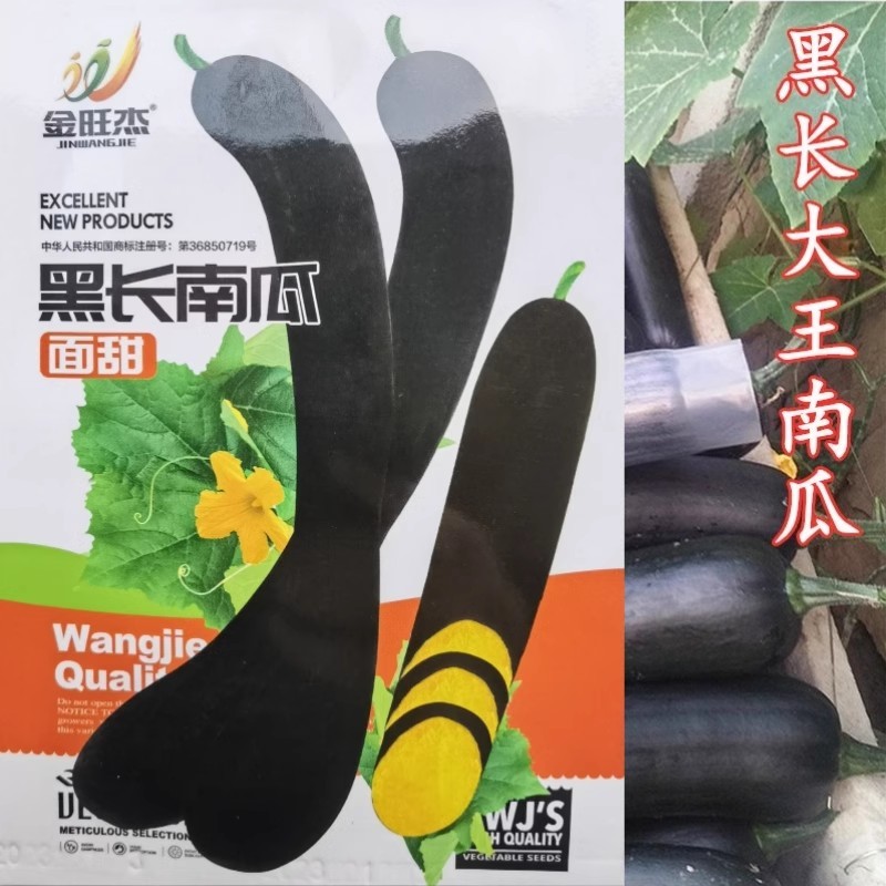 黑皮长南瓜种子，瓜条黑绿，菜用南瓜品种，早熟抗病，基地用