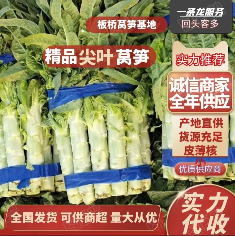 安徽莴苣精品红尖叶莴笋青皮青肉原产地发货，电商，杆