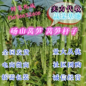 安徽莴笋杆子青皮青肉供市场加工厂产地直发