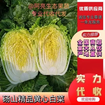 精品砀山黄心大白菜，秋宝义和秋无虫眼，一手货源。