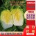 精品砀山黄心大白菜，秋宝义和秋无虫眼，一手货源。