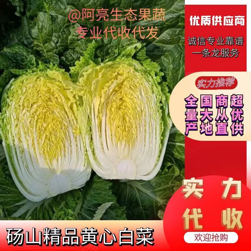 精品砀山黄心大白菜，秋宝义和秋无虫眼，一手货源。