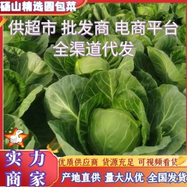 精品青甘蓝牛心菜圆包菜铁包个头均匀一手货源