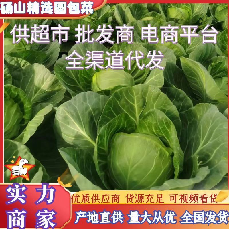 精品青甘蓝牛心菜圆包菜铁包个头均匀一手货源