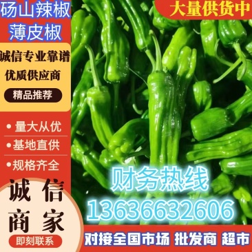 鲜辣椒薄皮椒301椒线椒螺丝椒皱皮椒货源充足