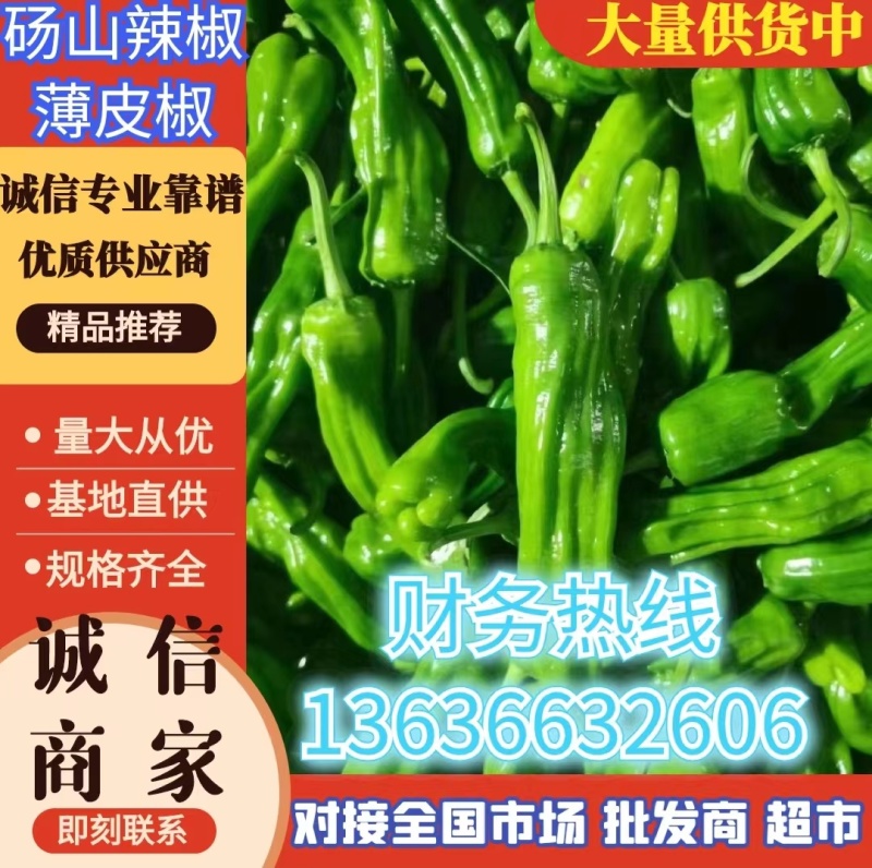 鲜辣椒薄皮椒301椒线椒螺丝椒皱皮椒货源充足