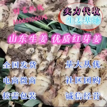 山东生姜，红芽姜。辛辣味足，商超电商，产地直发货源充足