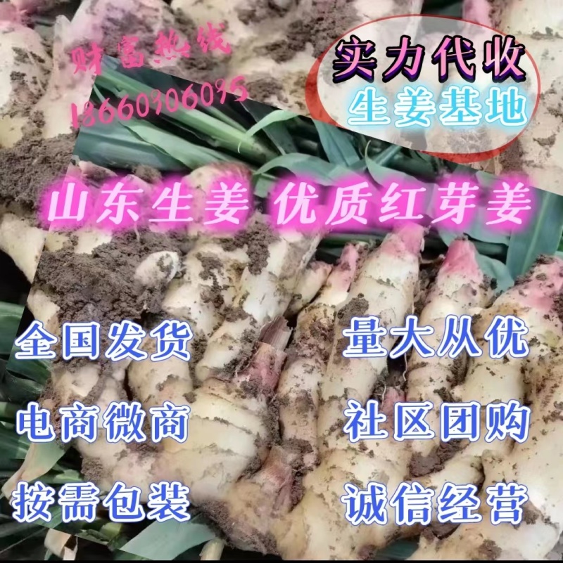 山东生姜，红芽姜。辛辣味足，商超电商，产地直发货源充足