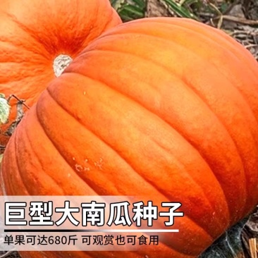 第八代巨型大南瓜种子，太空育种南瓜种子，观赏性强，瓜型大