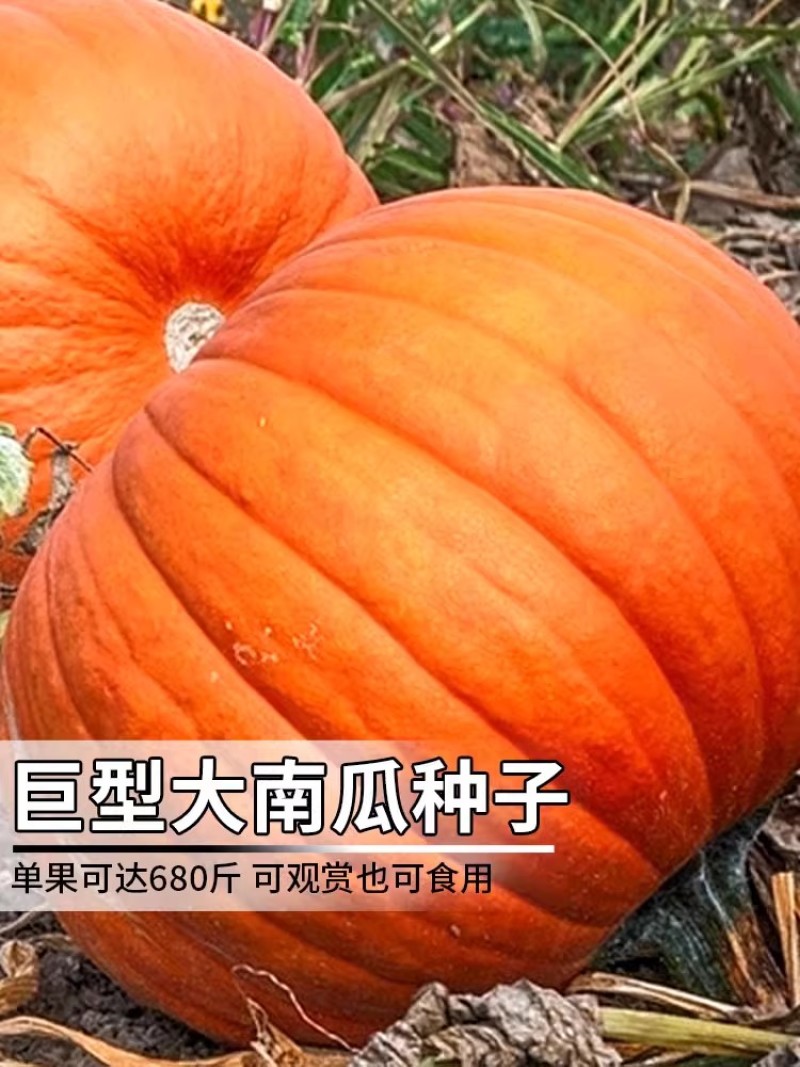 第八代巨型大南瓜种子，太空育种南瓜种子，观赏性强，瓜型大