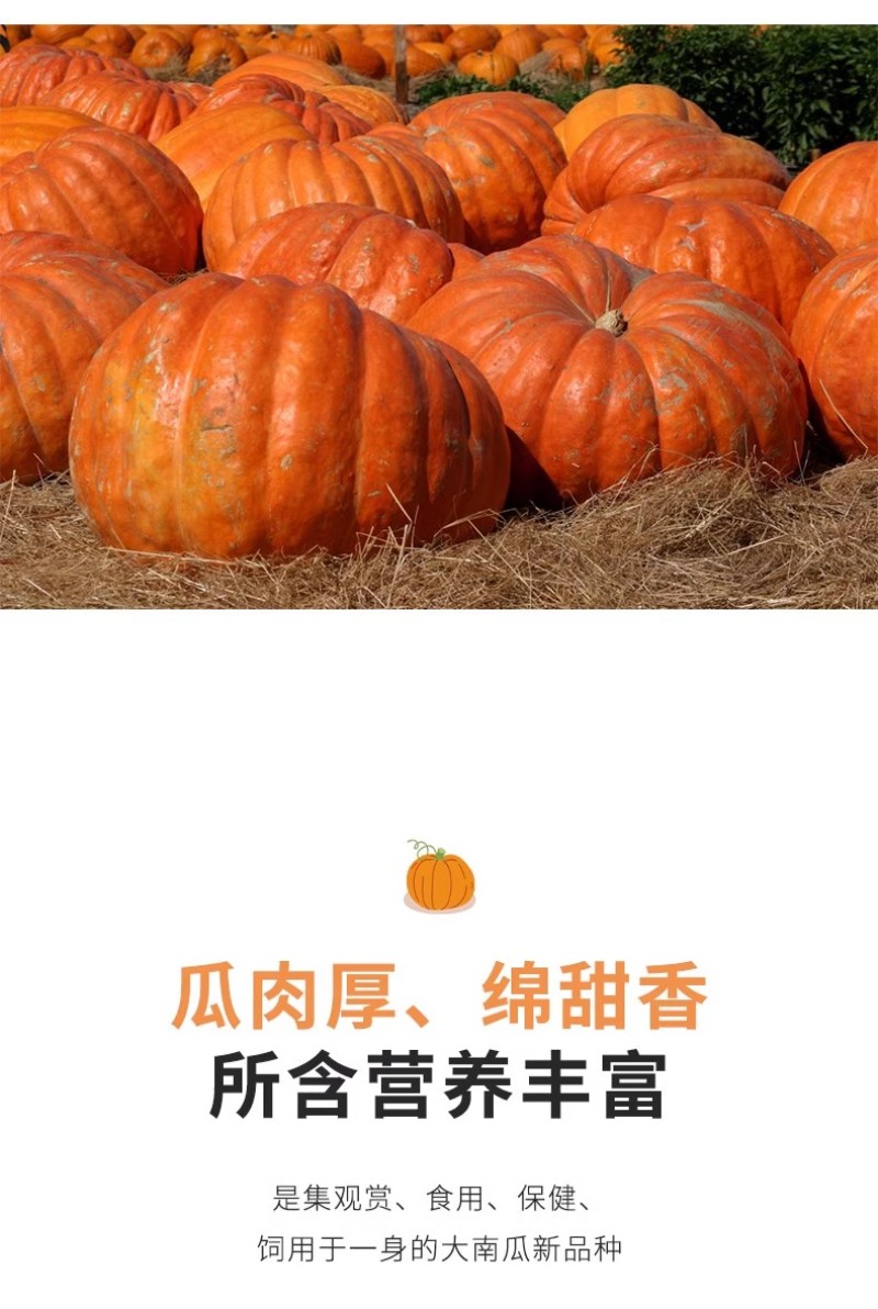 第八代巨型大南瓜种子，太空育种南瓜种子，观赏性强，瓜型大