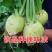 辣疙瘩菜种子狮子头疙瘩干大头芥菜腌咸菜东北秋季蔬菜种子