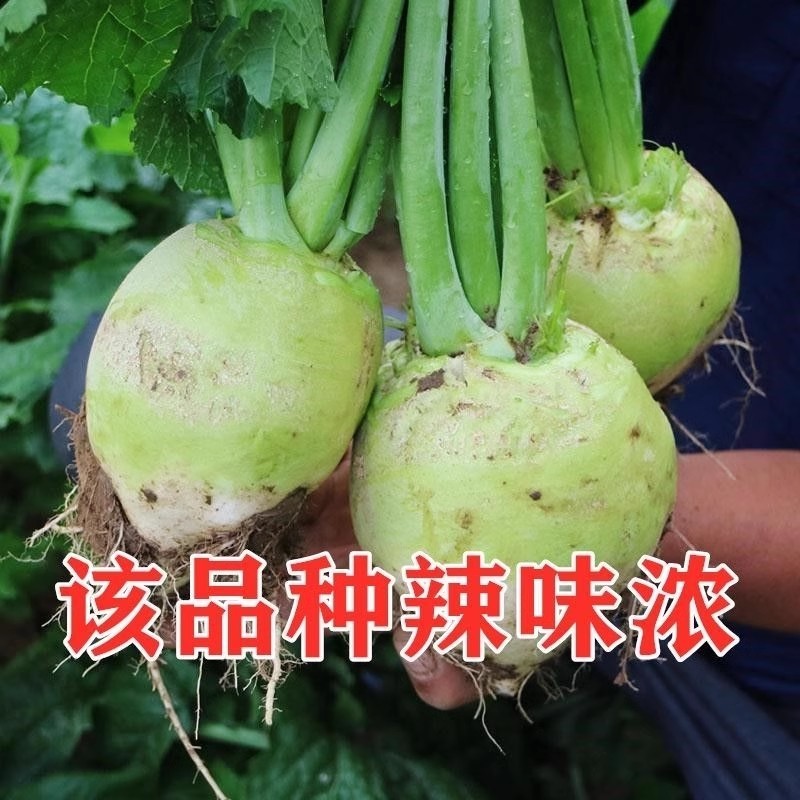 辣疙瘩菜种子狮子头疙瘩干大头芥菜腌咸菜东北秋季蔬菜种子