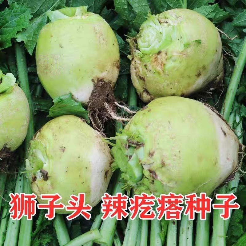 辣疙瘩菜种子狮子头疙瘩干大头芥菜腌咸菜东北秋季蔬菜种子