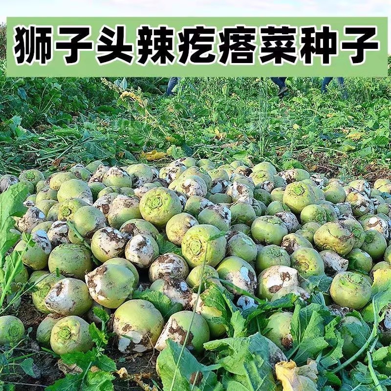 辣疙瘩菜种子狮子头疙瘩干大头芥菜腌咸菜东北秋季蔬菜种子