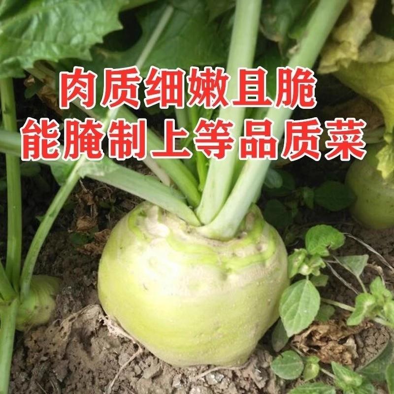 辣疙瘩菜种子狮子头疙瘩干大头芥菜腌咸菜东北秋季蔬菜种子