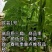 欧芸一号扁豆种子精品三扁宽扁豆无筋四季豆种子芸豆架豆种