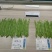 欧芸一号扁豆种子精品三扁宽扁豆无筋四季豆种子芸豆架豆种