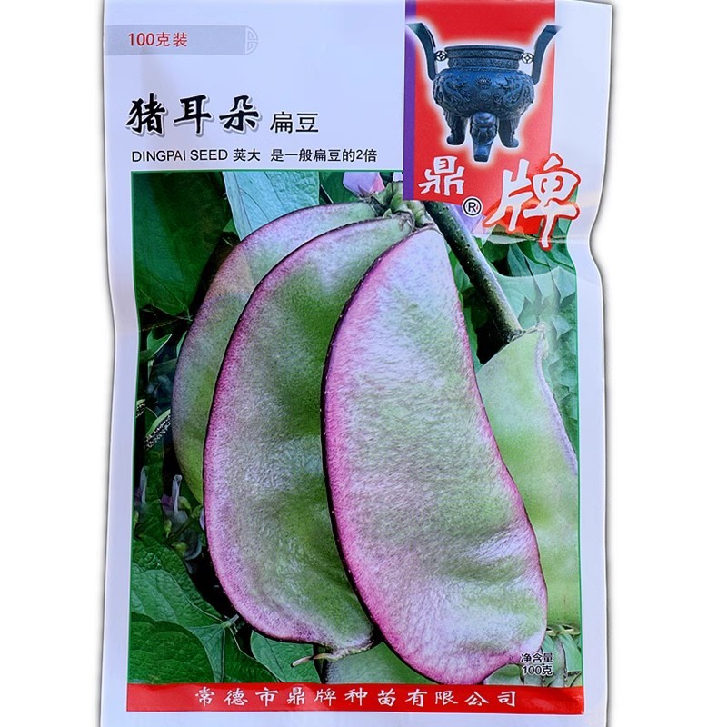 鼎牌红花1号扁豆种子基部开始结荚重复结荚高产棚室露地种植