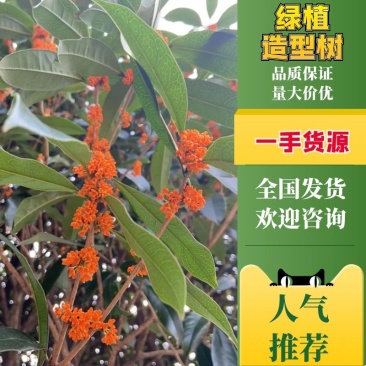 [推荐]精品桂花，黄杨，罗汉松亮晶等造型树，价格美丽欢迎