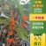 [推荐]精品桂花，黄杨，罗汉松亮晶等造型树，价格美丽欢迎