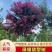 [推荐]精品桂花，黄杨，罗汉松亮晶等造型树，价格美丽欢迎