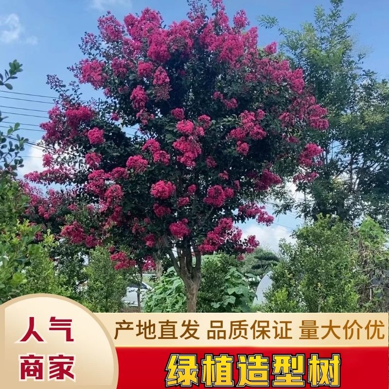 [推荐]精品桂花，黄杨，罗汉松亮晶等造型树，价格美丽欢迎