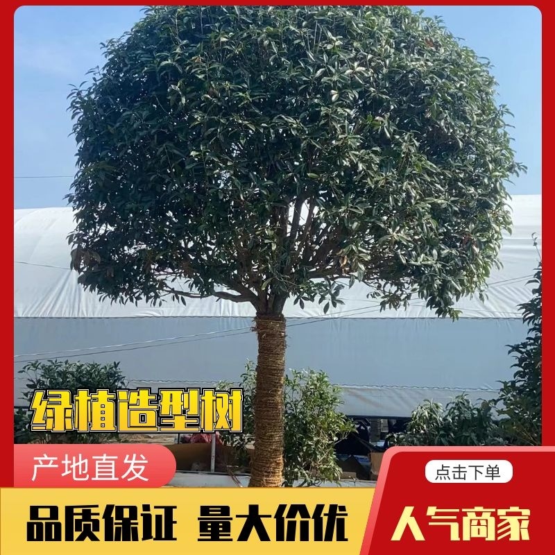 [推荐]精品桂花，黄杨，罗汉松亮晶等造型树，价格美丽欢迎