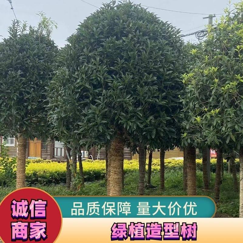 [推荐]精品桂花，黄杨，罗汉松亮晶等造型树，价格美丽欢迎