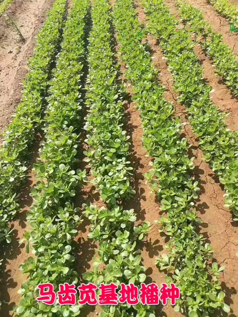 马齿苋种子荷兰直立大叶马齿苋野菜种籽马蜂菜籽蚂蚱菜种子