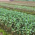 马齿苋种子荷兰直立大叶马齿苋野菜种籽马蜂菜籽蚂蚱菜种子